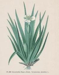 Les plantes qui guérissent, qui nourrissent, qui décorent par Jean-Marie Pelt - Jean-Marie Pelt - E/P/A