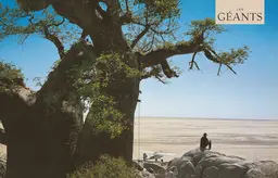 Le tour du monde en 80 arbres (petit format) - Thomas Pakenham - E/P/A