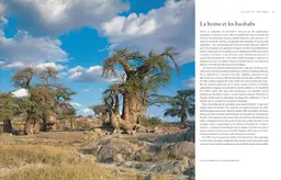 Le tour du monde en 80 arbres (petit format) - Thomas Pakenham - E/P/A