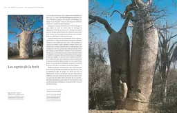 Le tour du monde en 80 arbres (petit format) - Thomas Pakenham - E/P/A