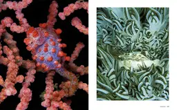 Le tour du Monde en 80 plongées - Patrick Mioulane, Raymond Sahuquet - E/P/A