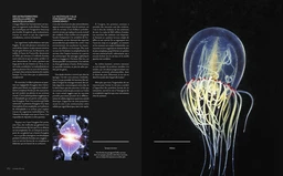 L'Univers et la Vie - Michel Marcelin, Véronique Bréchot - E/P/A