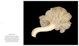 Champignons - Loïc Chauveau - E/P/A