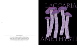 Champignons - Loïc Chauveau - E/P/A