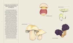 Champignons - Loïc Chauveau - E/P/A