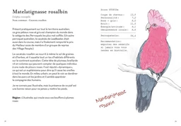 Le Petit Guide des Pires oiseaux à la con - Matt Kracht - E/P/A